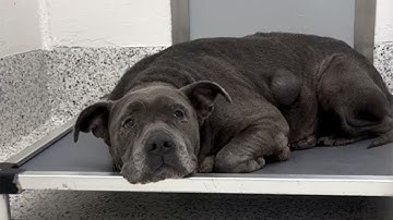 Her tail wagged as she felt free — you’re safe now, I promise