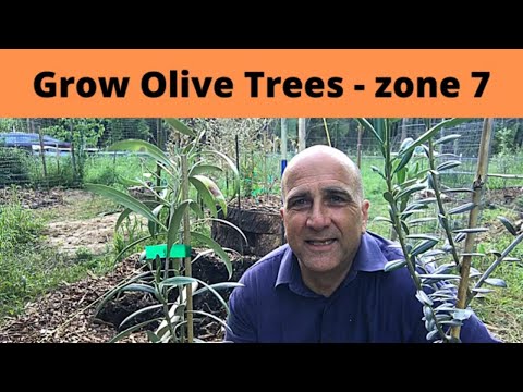 Video: Hardy Olive Trees - informācija par olīvu audzēšanu 8. zonā