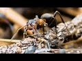 Муравьи / Ants