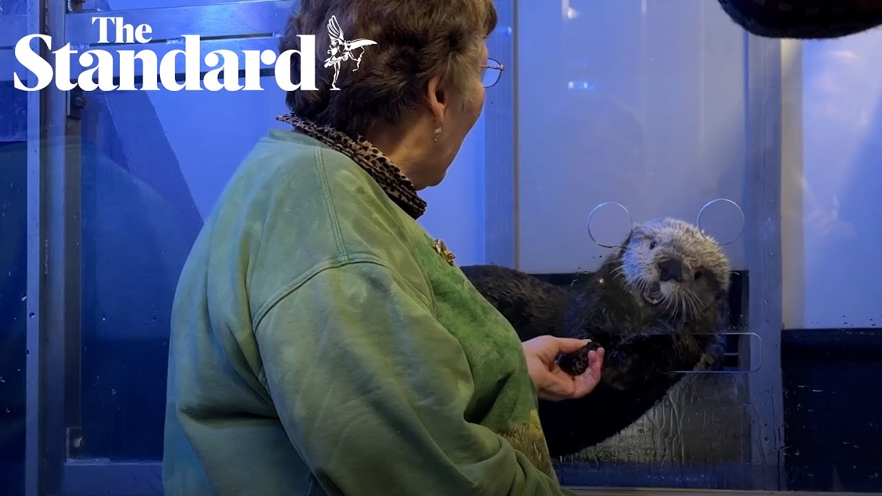 Bristol’s ‘otter woman’ brought to tears as she meets sea otters at Sea Life Birmingham