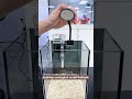 Super cost-effective desktop ecological small fish tank #fishtank #fishtank #aquascape #aquanet