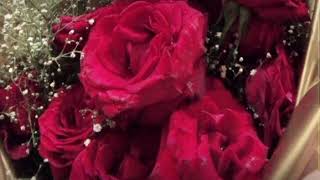 Separuhku - cover by Stevani (music by aviwkila band)