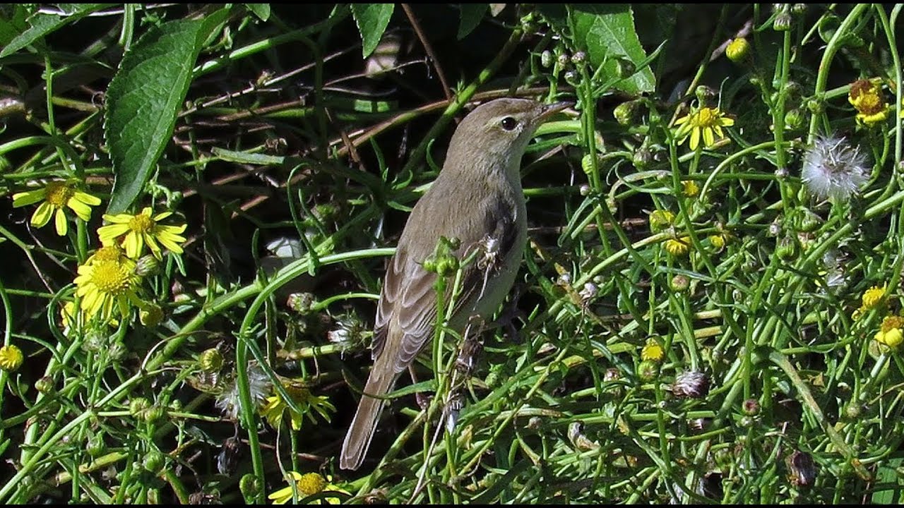 Booted Warbler - Iduna caligata - Kleine spotvogel / Neeltje Jans ...