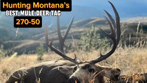 Hunting Montana’s Best Mule Deer Tag 270-50