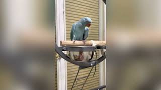 Sleeping Indian Parrot .Jacksparrow2021