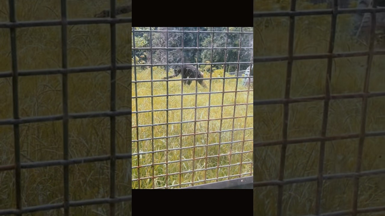 Project Chimps! Georgia’s very own Chimpanzee Sanctuary! 