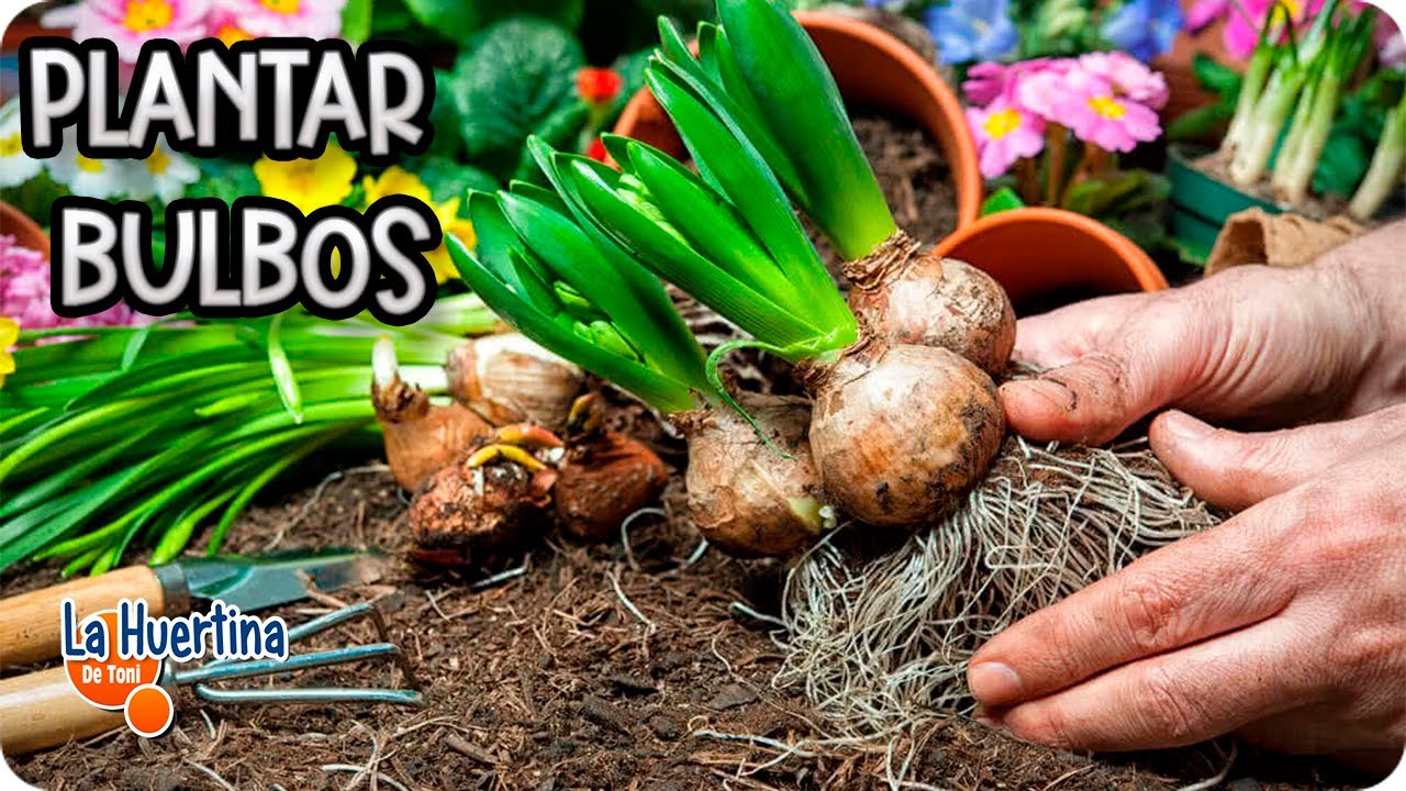 años vendedor Zapatos Cómo Y Cuándo Plantar Bulbos En Primavera - La Huertina De Toni