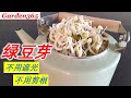 【豆芽】放心豆芽100%成功 |  最简单的生豆芽方法 | 省时省力｜不用遮光，不用剪根