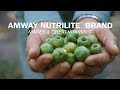 Vitamin C Extended Release - Nutrilite | Amway