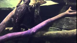 Alligators at Sea Life Grapevine Texas