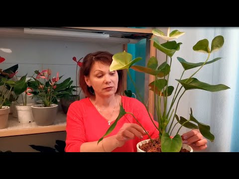 Vídeo: Spathiphyllum I Anthurium: Felicitat Per A Dones I Homes