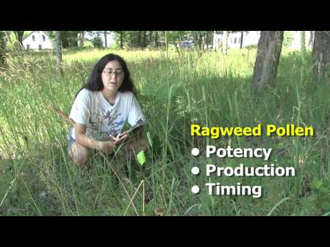 Ragweed  Pollen Hotspots -- Kristina Stinson