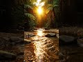 🌅 Golden River in the Jungle Feels Unreal 💧✨ #shorts #relaxing #naturetranquility