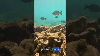 Isla Canales y Cavada: El Paraíso Submarino del Golfo de Chiriquí, Panamá. Islas Secas