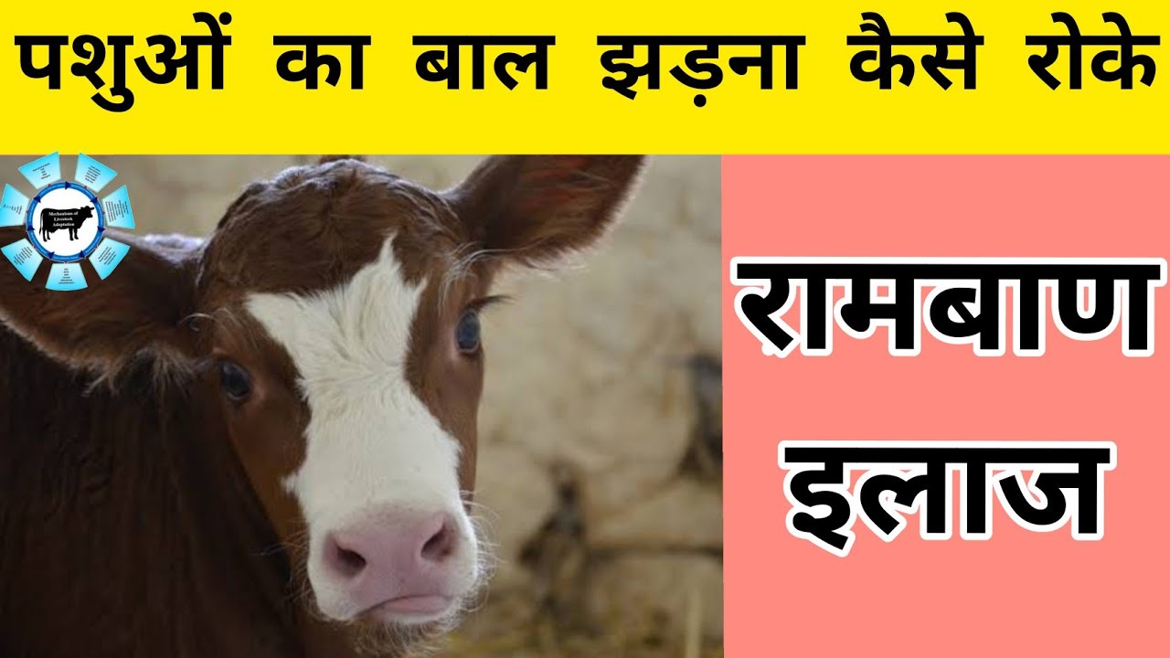 पशुओं का बाल झड़ना कैसे रोके Stop Hair Fall of Cow Buffalo and
