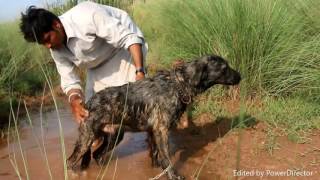 A local shepherd with bakarwal dog ...