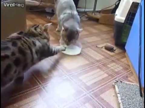 Gif video of helping nature between two cats