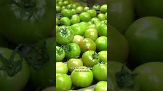 The Secret to Istria, Croatia’s Magical Olive Oil