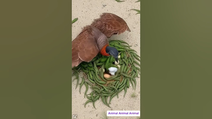 Birds build nests in a unique way to protect their eggs from salamanders. #wildlife #animals #birds