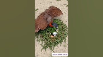 Birds build nests in a unique way to protect their eggs from salamanders. #wildlife #animals #birds