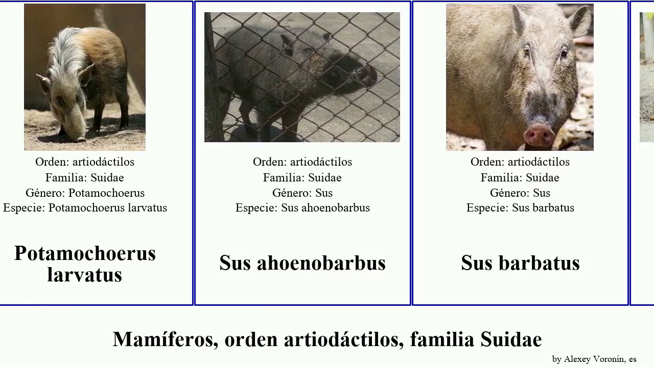 Mamíferos, orden artiodáctilos, familia Suidae sus mammal barbatus larvatus Babyrousa philippensis