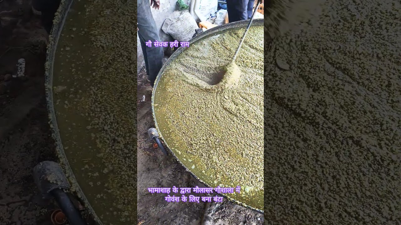 भामाशाह के द्वारा मौलासर गौशाला में गोवंश के लिए बना बंटा 