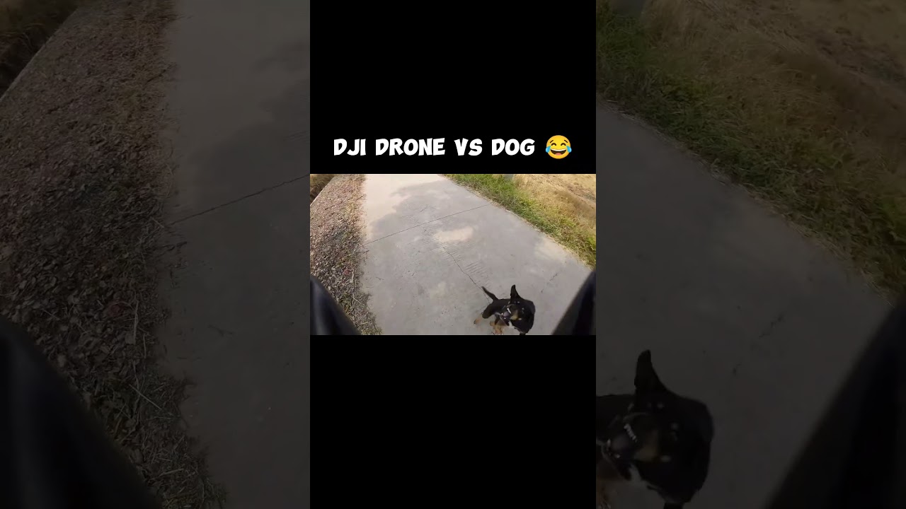 DJI FPV DRONE VS DOG (FUNNY) 😂
