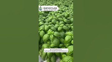 How to plant in hydroponic pipes?