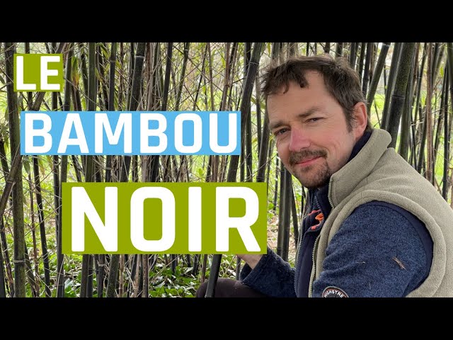 Bambou géant : définition, culture, entretien - PagesJaunes