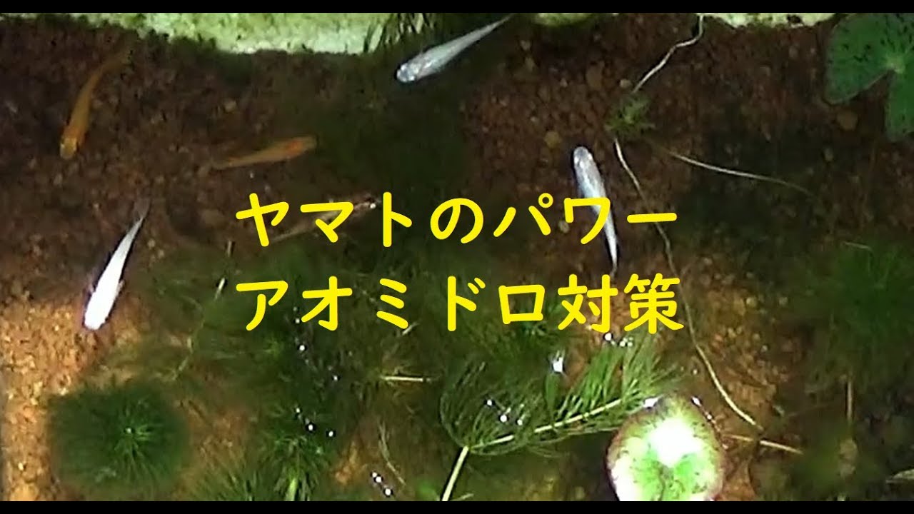 アオミドロ Vs オキシドール Youtube