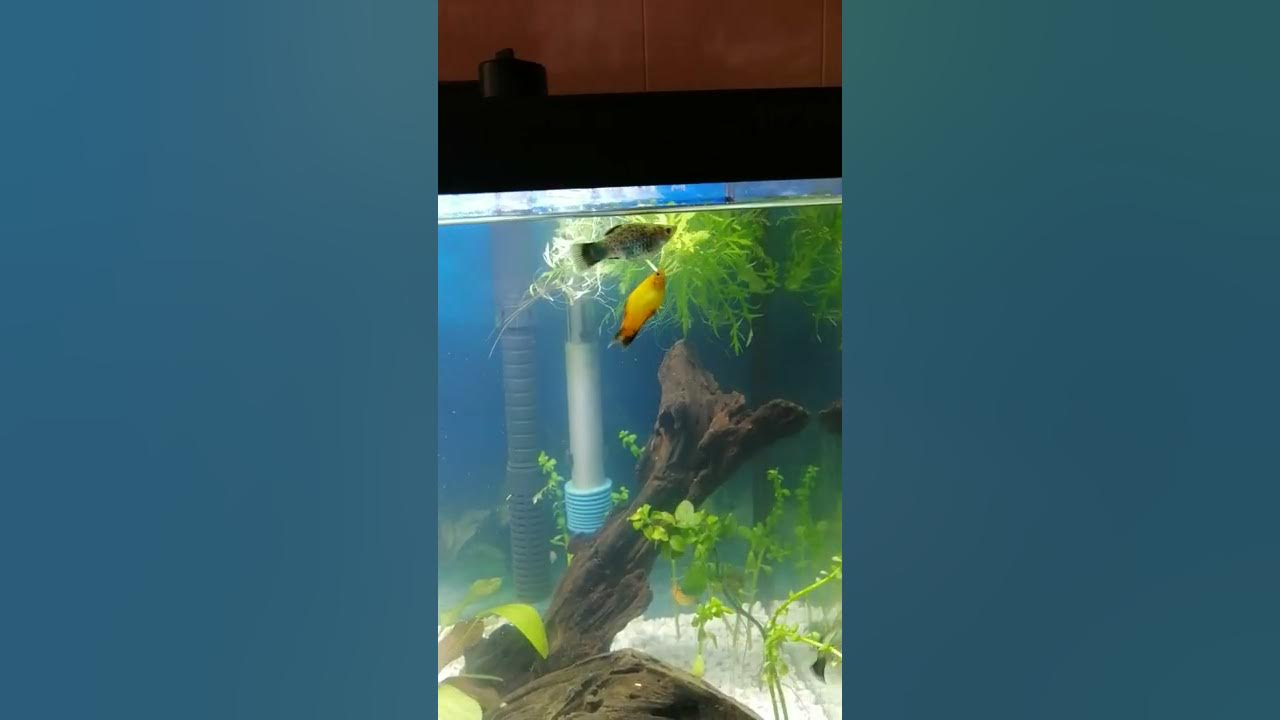 Platy fish breeding behavior (Aggressive Male) YouTube
