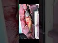 【船を破壊！？】マグロは釣れてからが大変 #釣り #キハダマグロ #相模湾 #船釣り