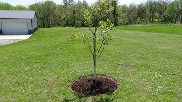How to Edge & Mulch Ring a Tree  - Landscaping