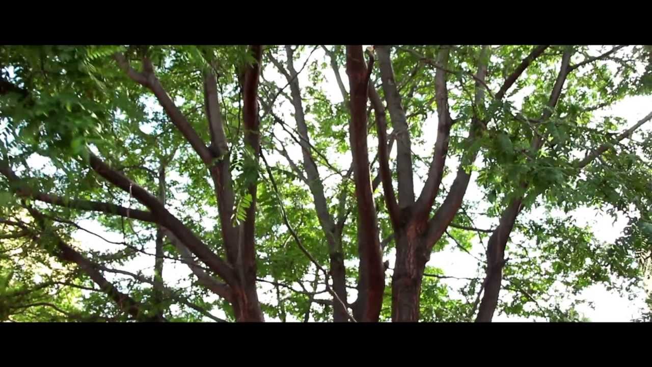 Life, Is The Beauty of Nature