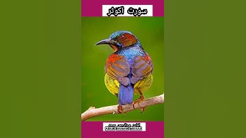 Surah Al Kausar Abdur Rahman Mossad 💜🎧❤️ سورت الکوثر القارئ عبدالرحمن مسعد ❤️ 💚💛