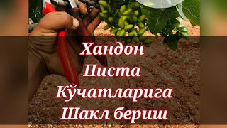 картинка: Хандон писта кўчатларига тўғри шакл бериш 1-Қисм