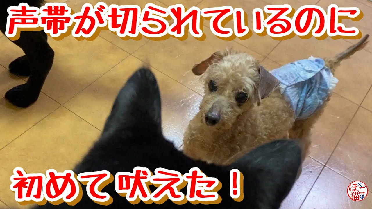 余剰犬 トイプードル 声帯が切られているのに吠えました Youtube