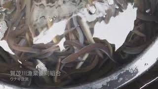 2026年度 美山漁業協同組合・賀茂川漁業協同組合のウナギ放流