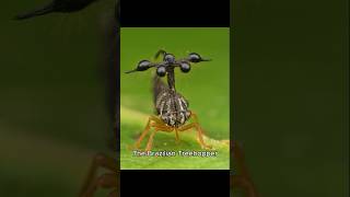 Brazilian Treehopper The Weirdest Insect Of The Earth