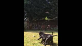 Flirt Pole Staffords