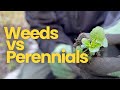 Weeds vs perennials  how to learn the difference  perennial garden