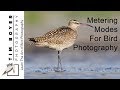 Metering Modes For Bird Photography