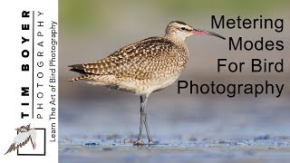 Metering Modes For Bird Photography