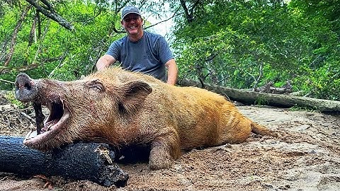 Trapped a Big boar and his sounder. Double drop on the club. (80th hog)
