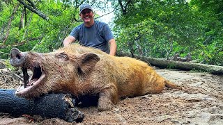 Trapped a Big boar and his sounder. Double drop on the club. (80th hog)