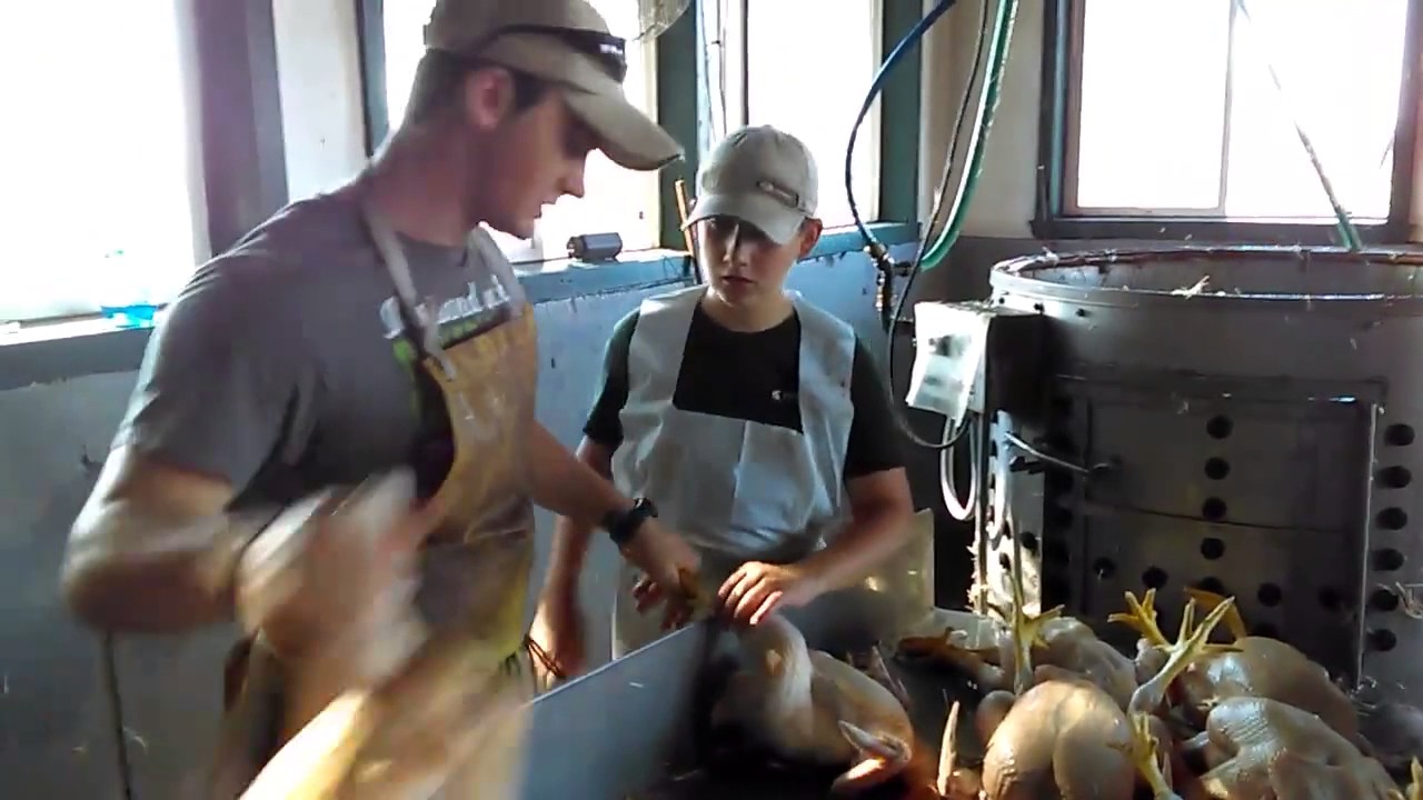 Processing Chickens on the Homestead: Anyone Can Farm Homestead Series ...