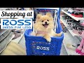 Shopping at ROSS! for my Pomeranian