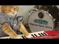 Keyboard cat 96 tears