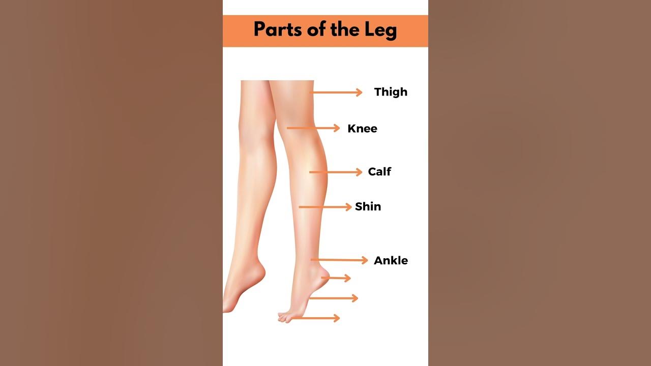 Parts of a Leg #fyp #learnenglish #viral 