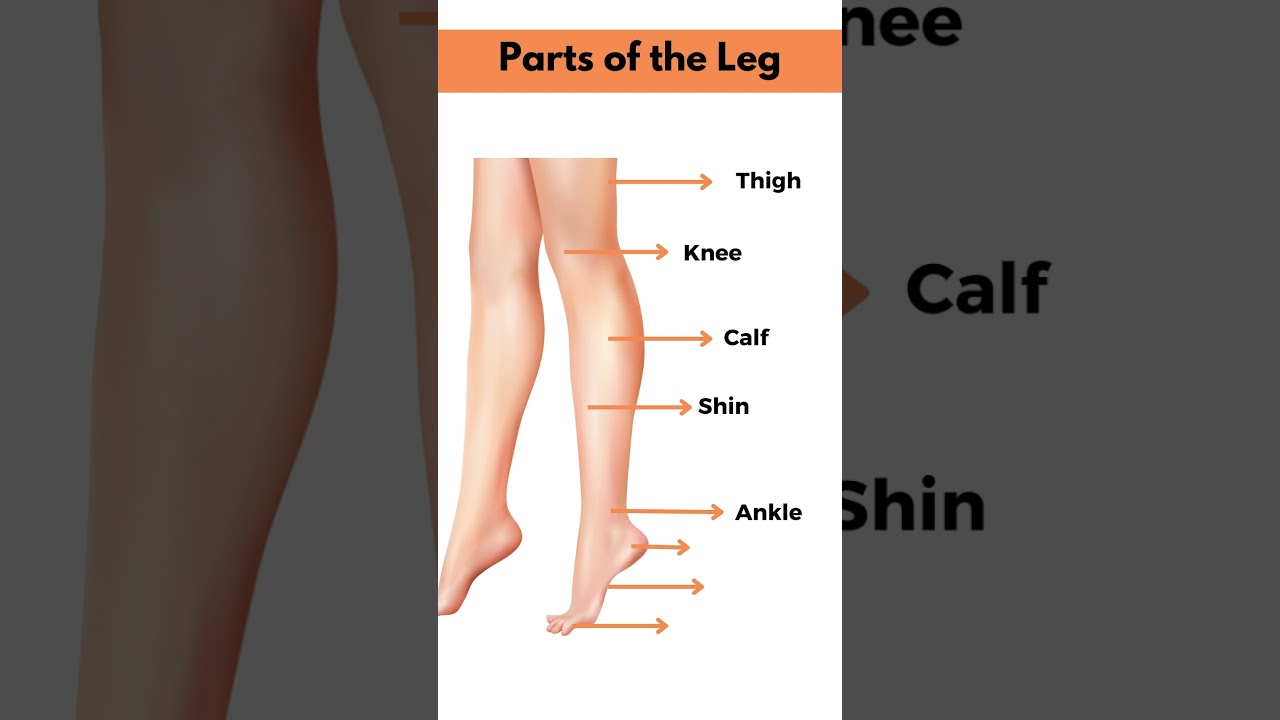 Parts of a Leg #fyp #learnenglish #viral 